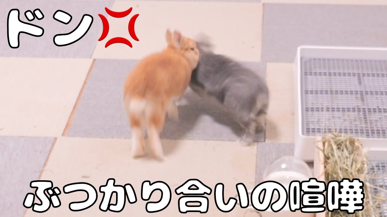 朝晩と寝坊した飼い主のせいでぶつかり合いの喧嘩が始まってしまったウサギ達【No.1095】
