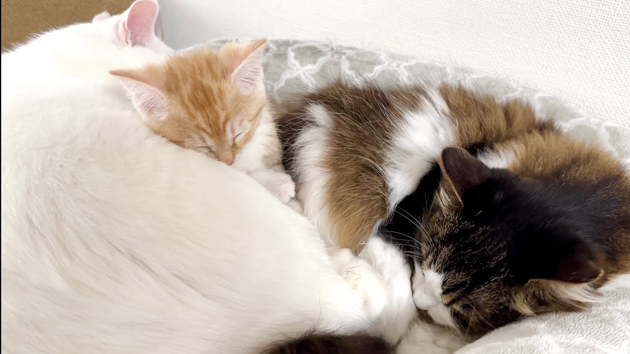 先住猫に挟まれて幸せそうに眠る子猫【かぐ告兄妹日記#35】A kitten happily sleeping between two adult cats.