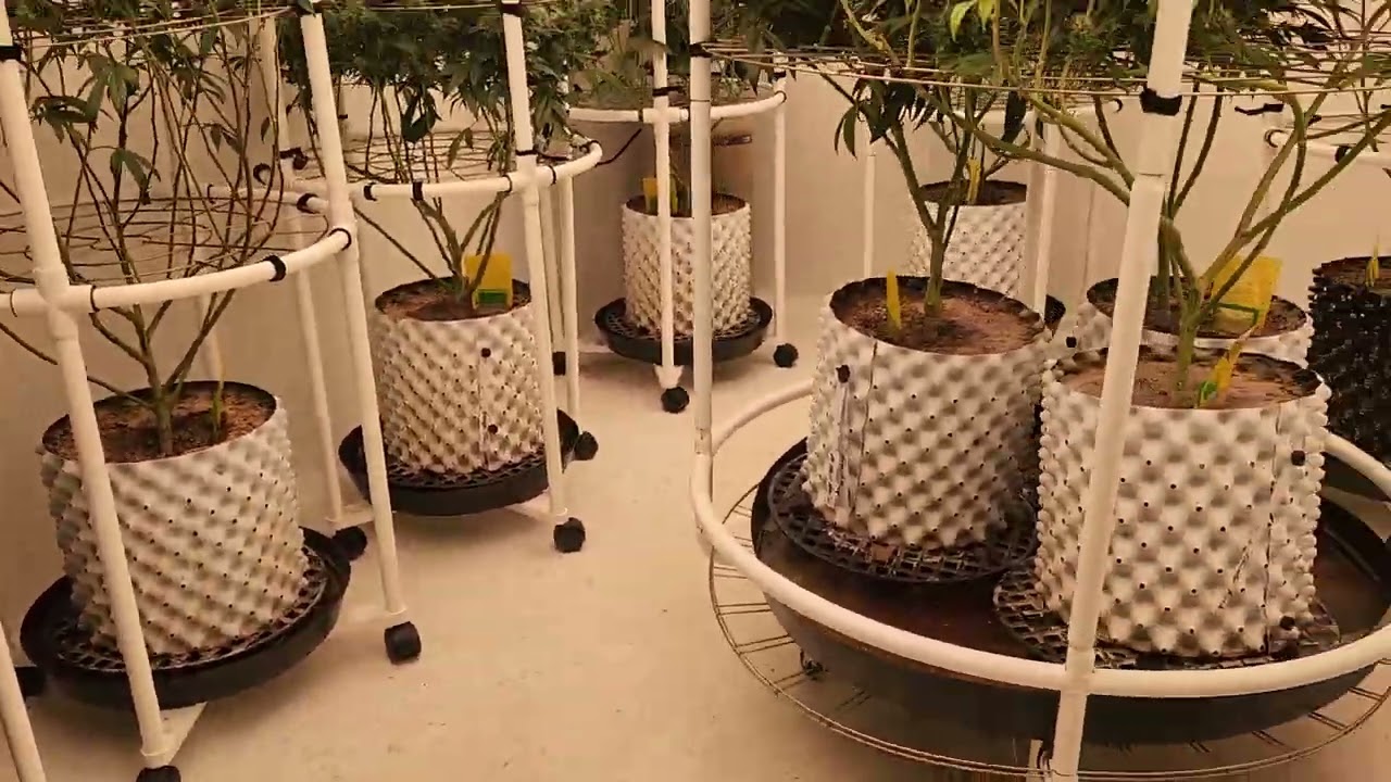 Day 28 of flower and the buds are starting to swell and smell so strong