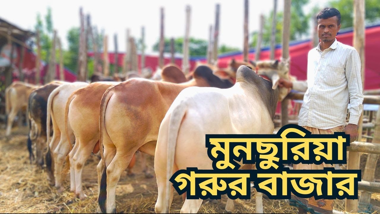মুনছুরিয়া গরুর বাজার।দক্ষিণ জলদি। বাঁশখালী।চট্টগ্রাম।  রোজ - বুধবার । ২১/০৫/২০২৫ ইং।