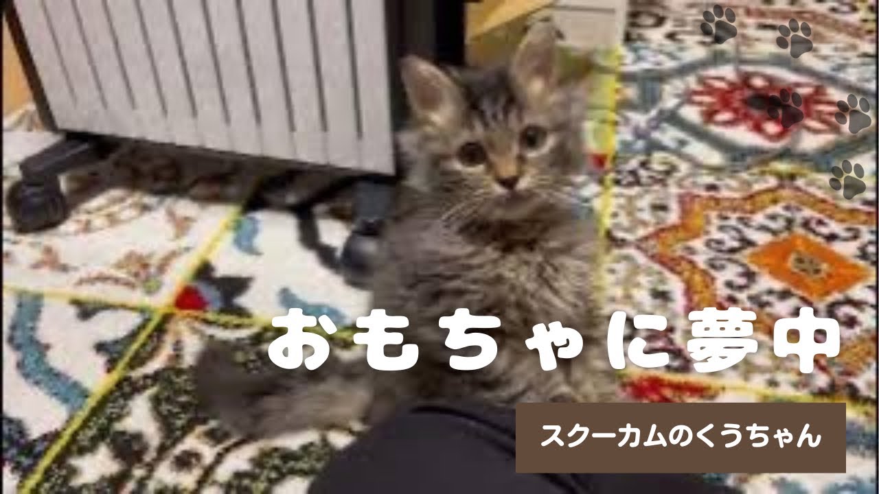 【子猫】可愛さが渋滞してます