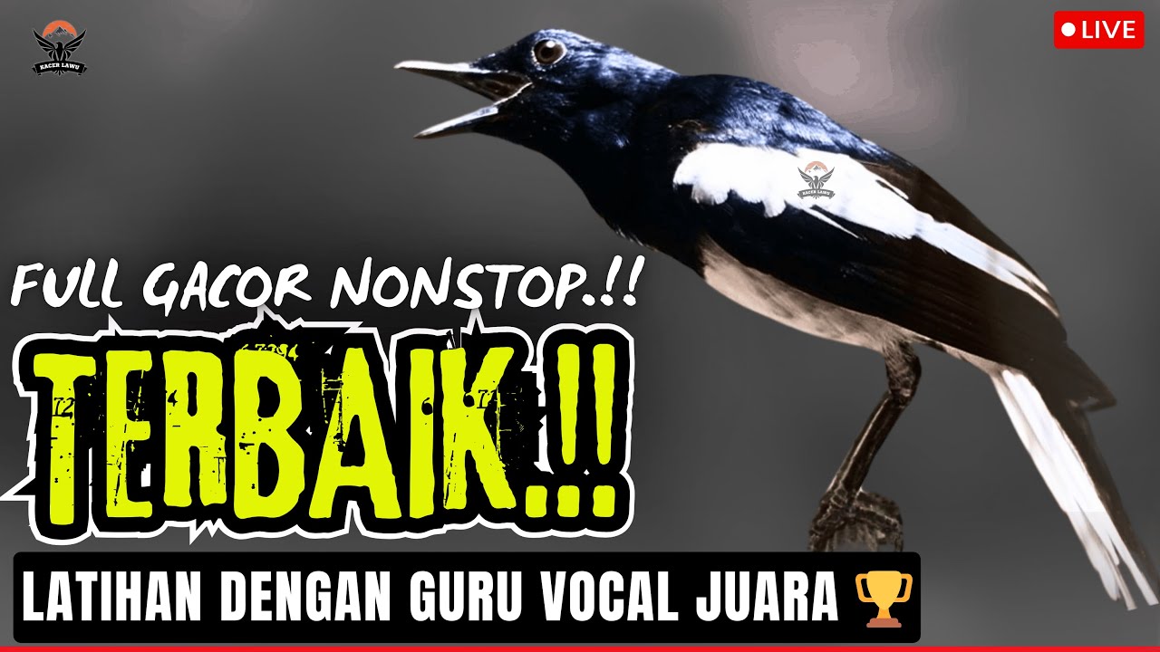 KACER GACOR FIGHTER🏆 MASTERAN PALING DICARI SUARA KACER GACOR NGEPLONG, ISIAN RAPAT & POWER FULL!