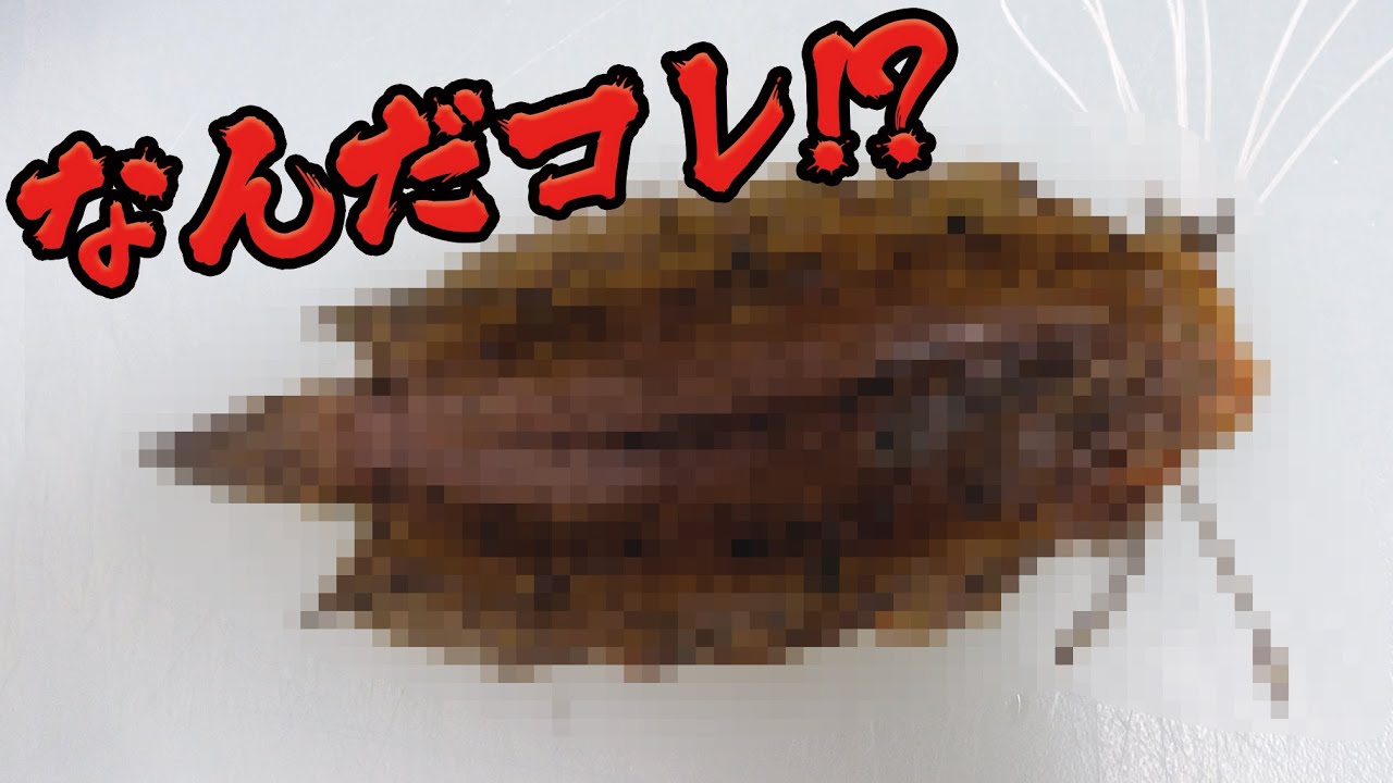 【激レア珍種】一生に一度食べれるかどうかの魚を捌いて食べてみたら・・・