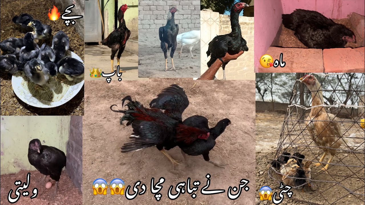 Jin k egg a gai vlaity k sat😱👑 // Massallah:/ 3 murgi k bacha nikal aia :/ full black