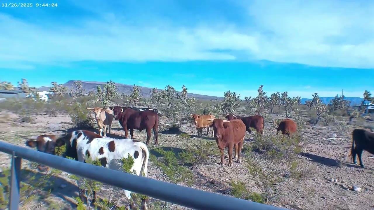 Free Range Cattle at Petrichor Ranch ~ 11/26/25 (For Zane)