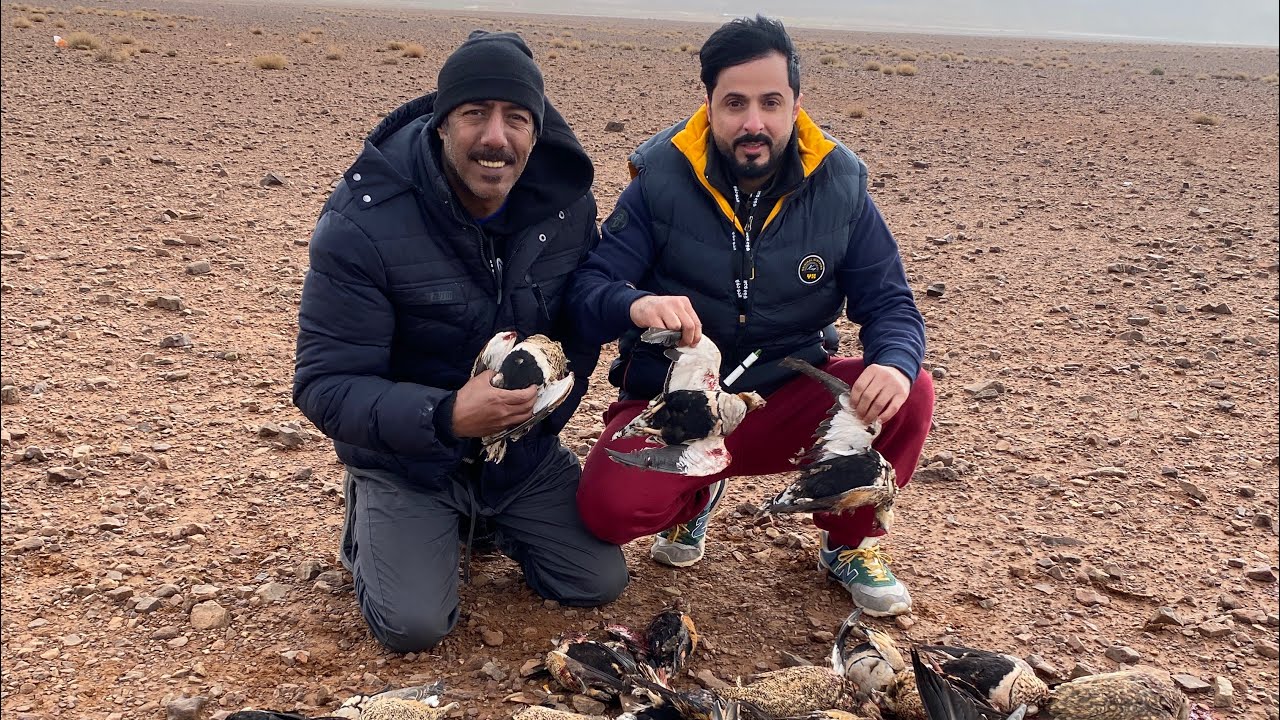 مقناص ابوسعد المغرب صيد قطا الكدري 2022 🇲🇦