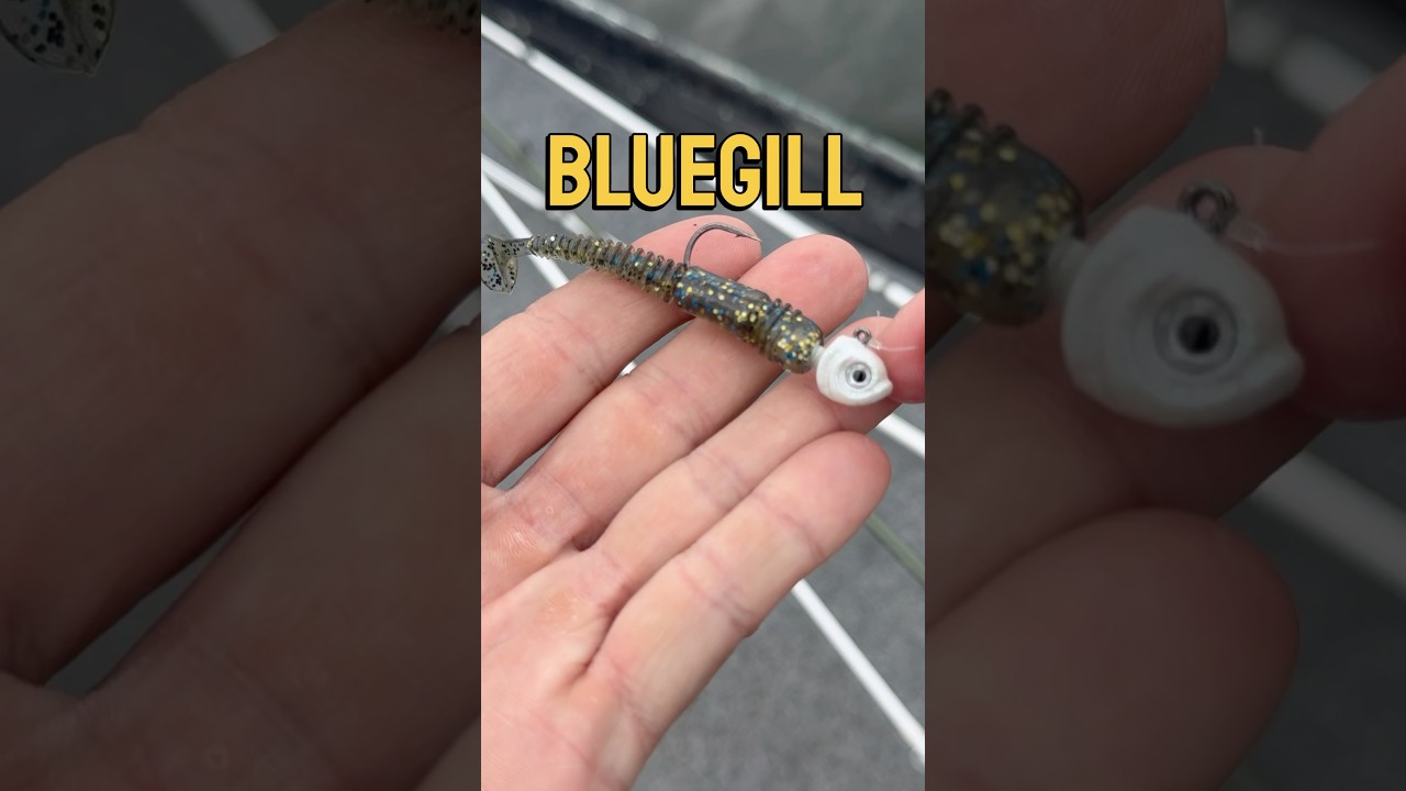 Bluegill vs. Bass Swimbaits #fishing