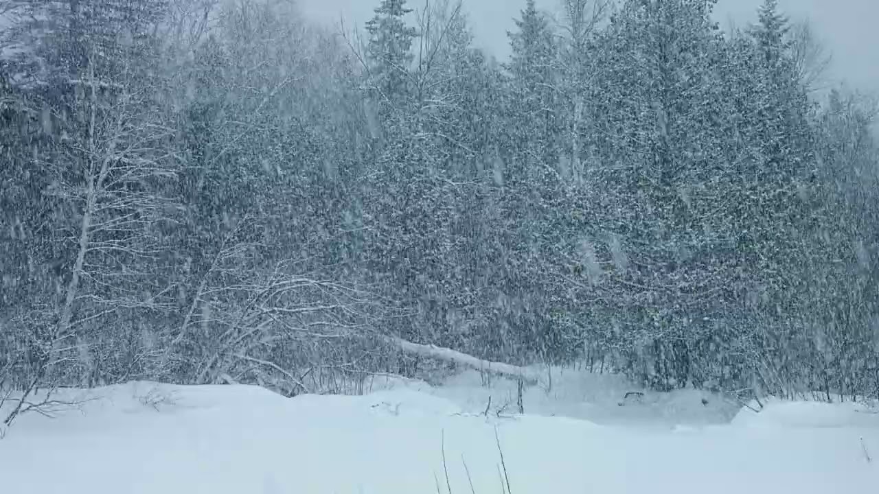 Winter Forest at Night – Peaceful Snowfall for Sleep & Relaxation