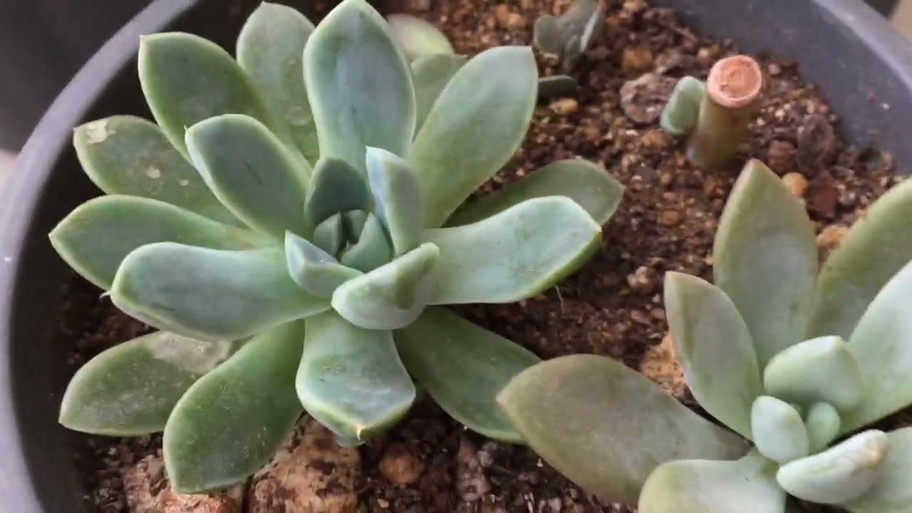 Sukulent Çeliği Hava ile Köklendirme?Çürüme Riskini Azaltmak?#succulent #sukulent çoğaltma#vlog