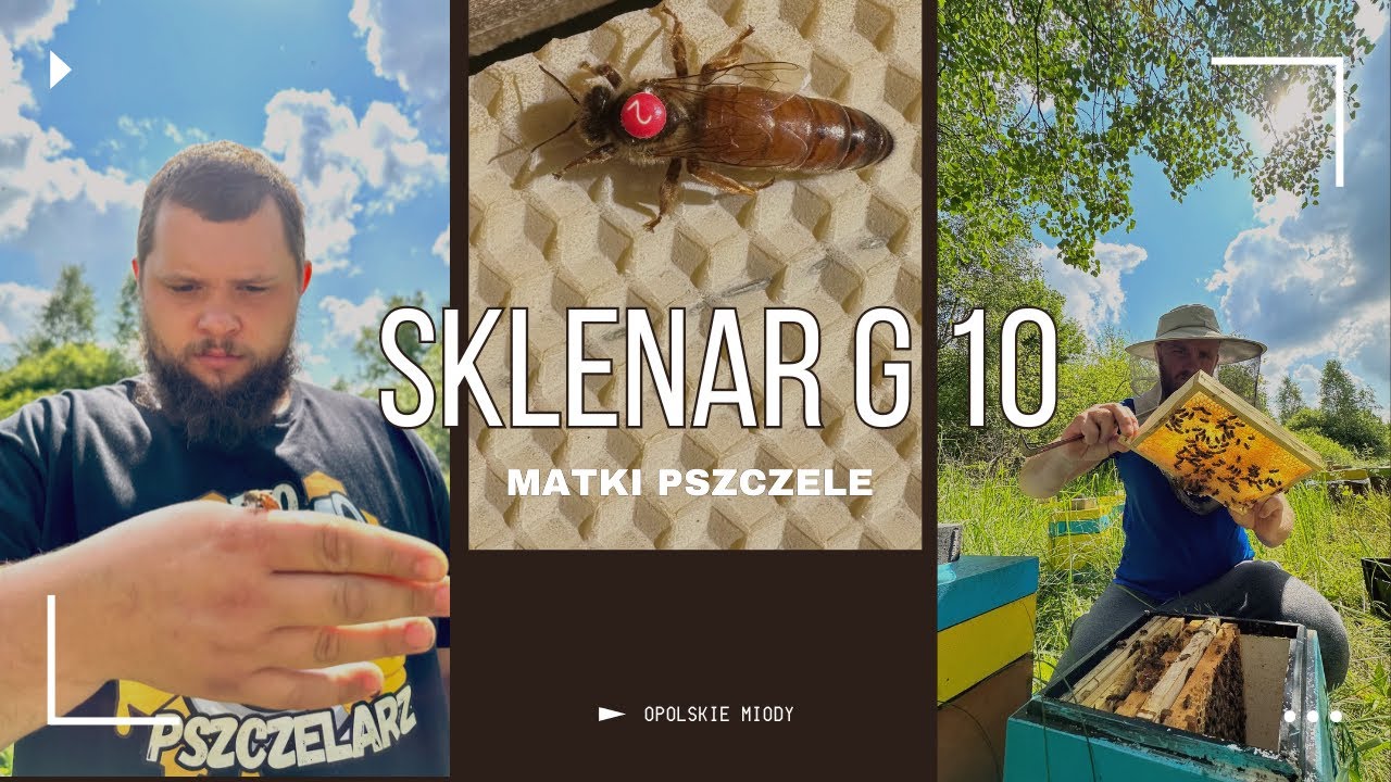 SKLENAR G10 | OPOLSKIE MIODY 🐝