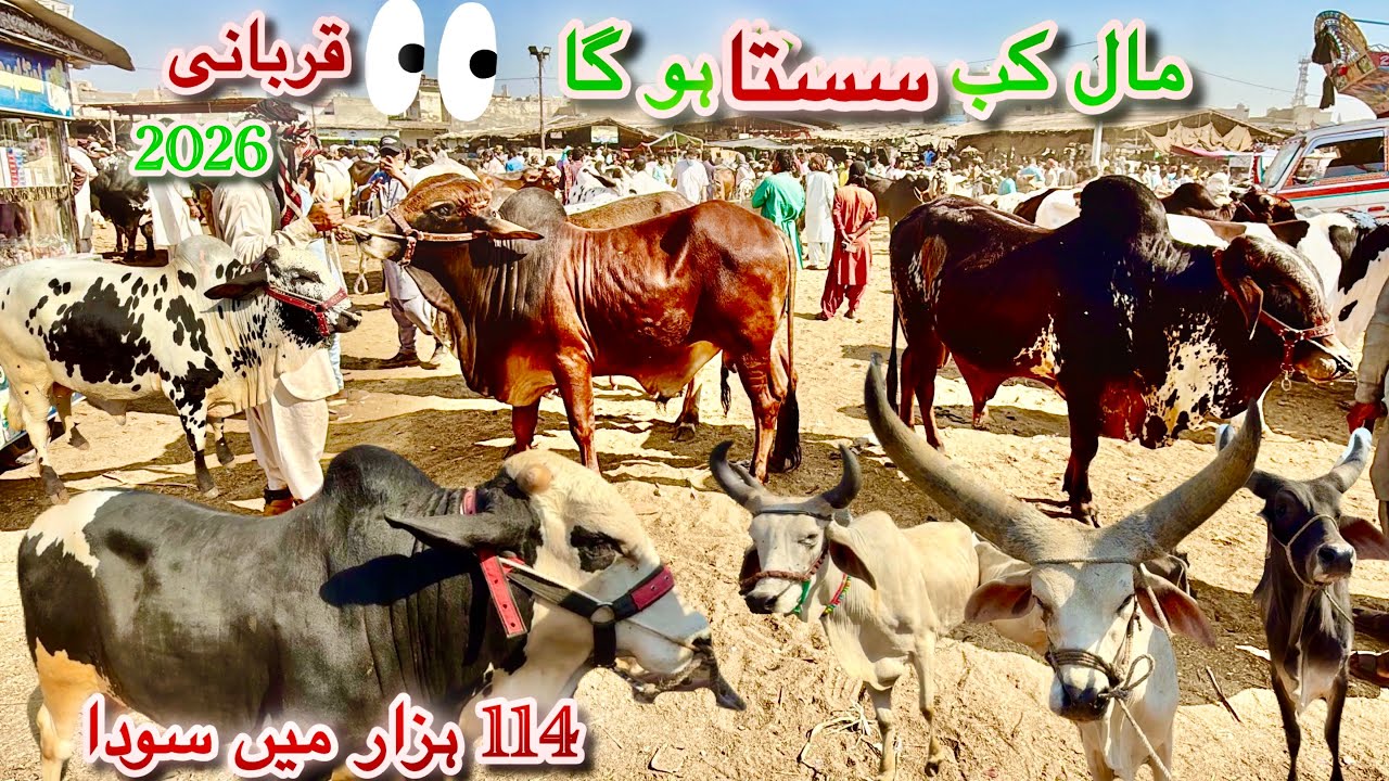 Karachi Cow Mandi Malir Latest Rates Update 10 Mar 2026 || Qurbani Season 2026