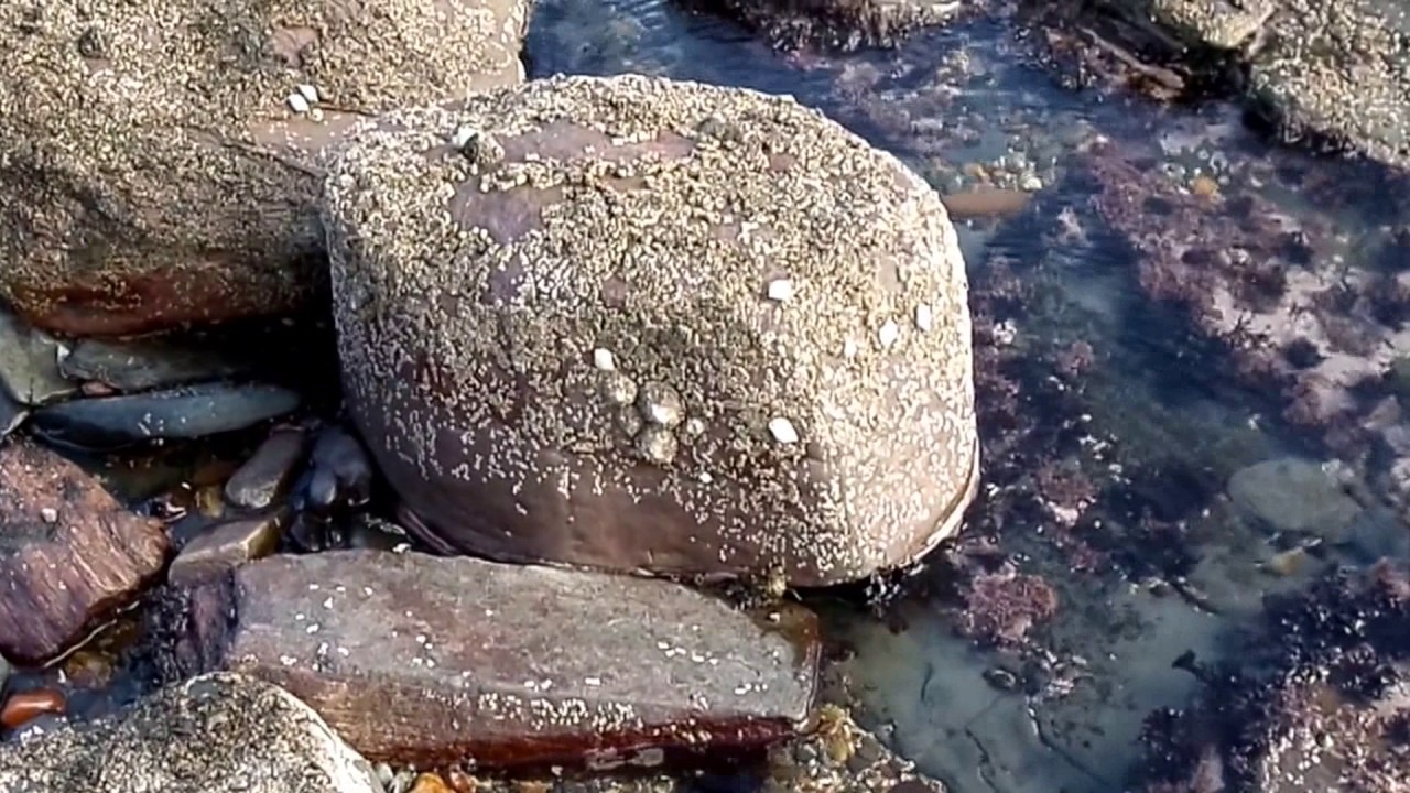 Saltcoats Harbour Fossil Tree Grove, North Ayrshire, Scotland