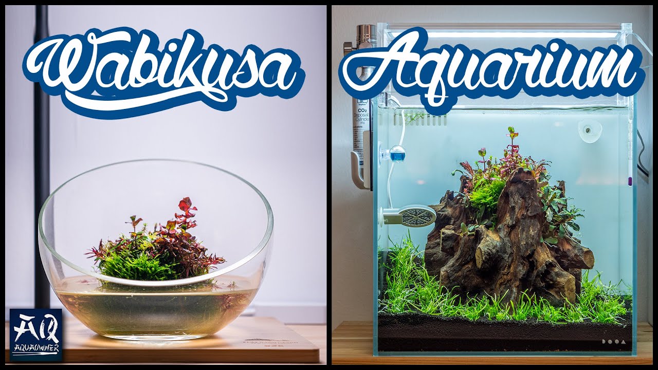 Vom Wabikusa zum Aquarium Schritt für Schritt | AquaOwner