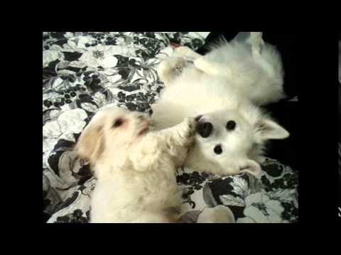 Funny Dog American Eskimo Dog | Funny Animals Video.Mp4