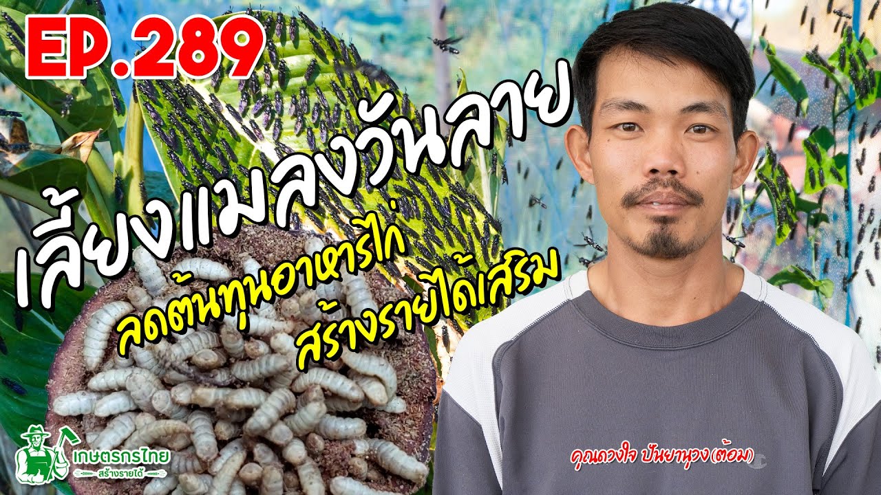 เพาะเลี้ยงหนอนแมลงวันลาย เพื่อลดต้นทุนอาหารสัตว์ สร้างรายได้เสริม l เกษตรกรไทย สร้างรายได้ Ep290