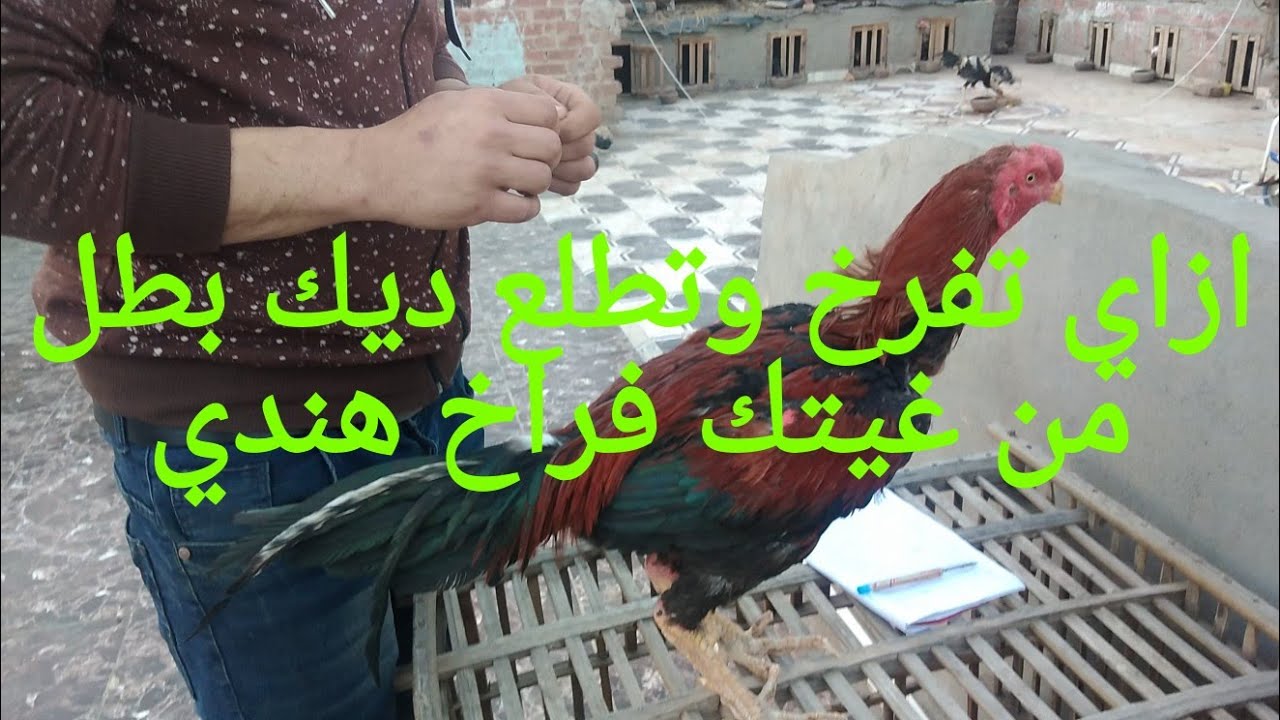 الجزء التاني ازاي تفرخ وتطلع ديك  بطل من غيتك فراخ هندي