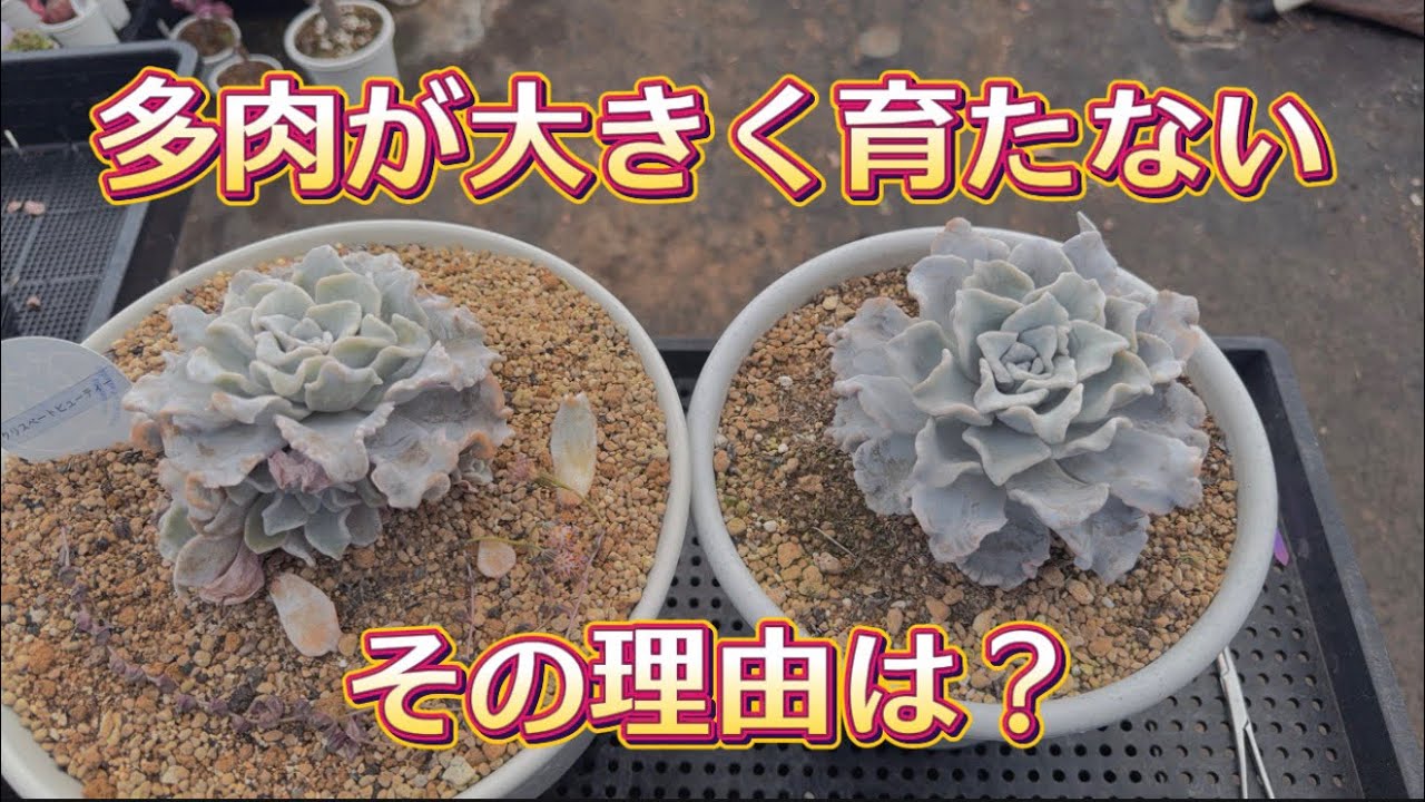 【多肉が大きく育たない】💦その理由は?!【デカベリア】