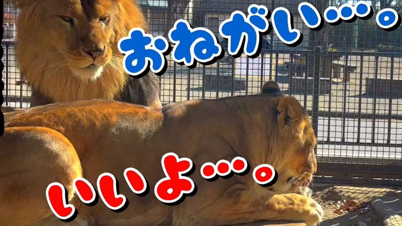 【ライオン】チャコパパ・ライラママの仲良し♂♀シーン集