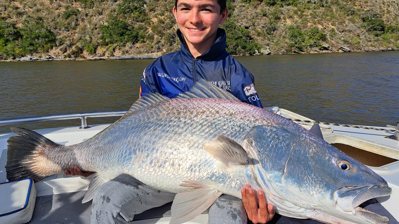 Monster mulloway or dusky kob in witsand breede river