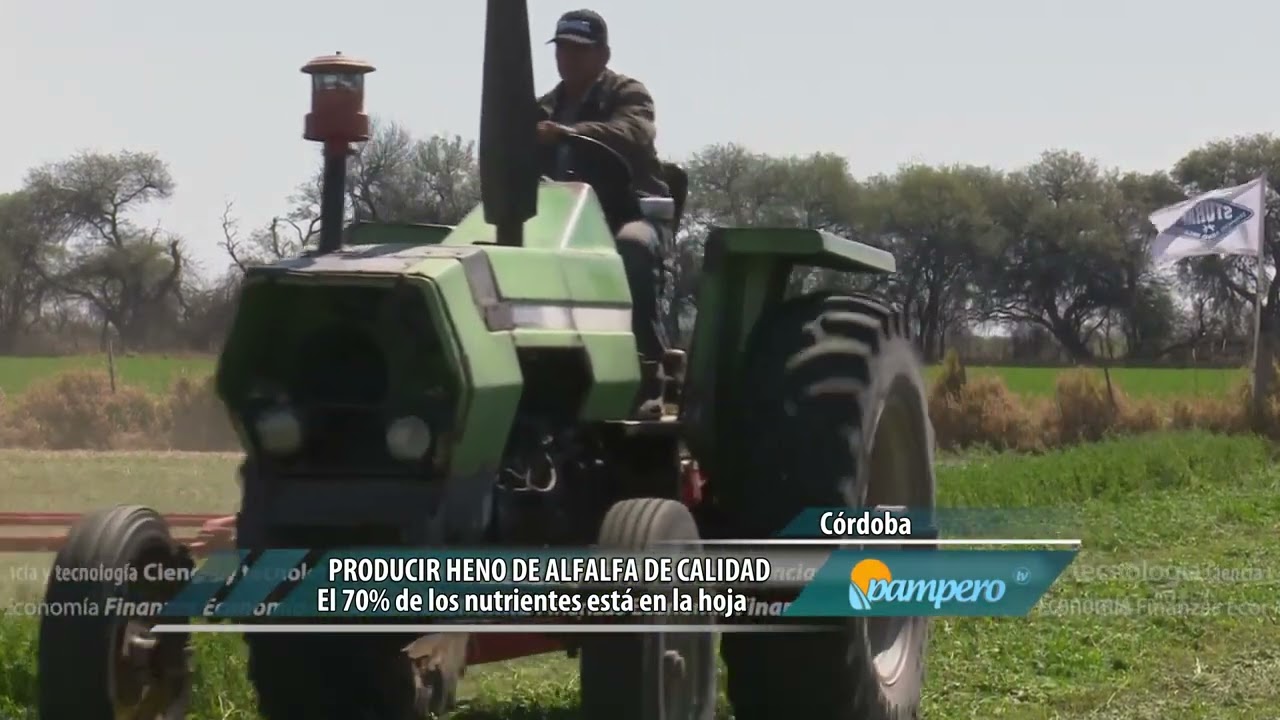 Producir heno de alfalfa de calidad