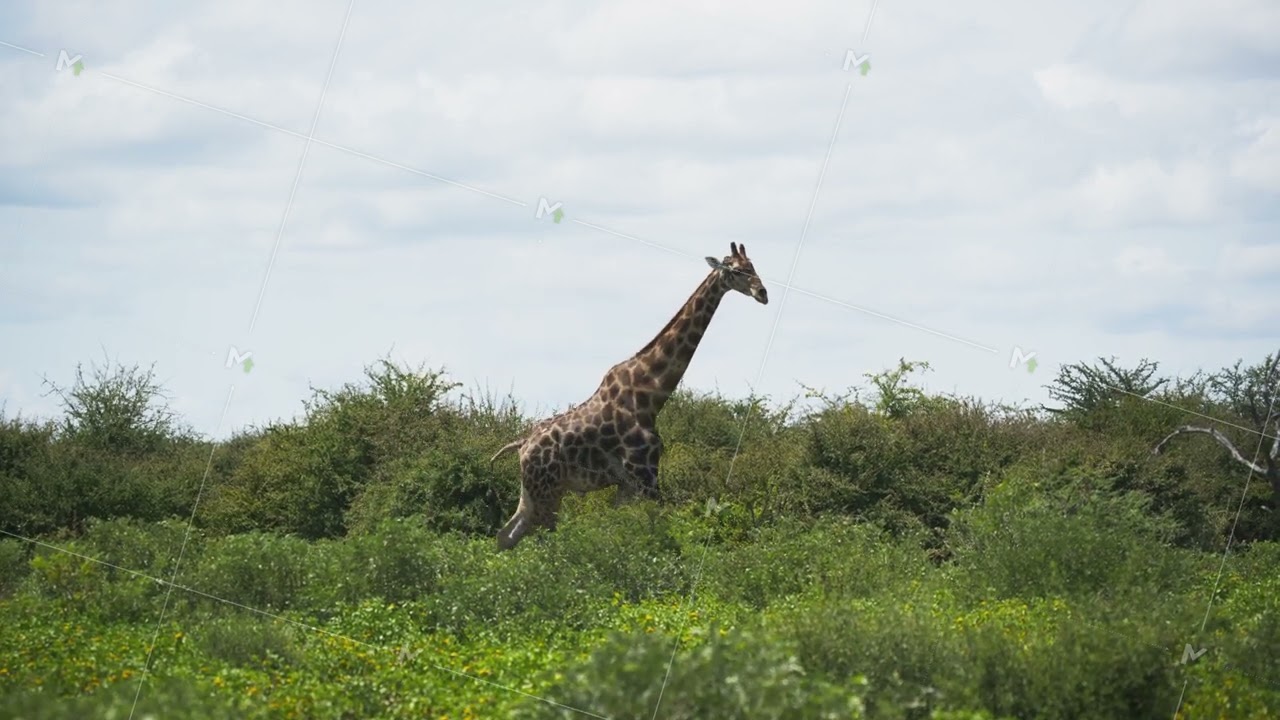 Elegant giraffe walking gracefully through lush green savannah of African National Park, showcasing
