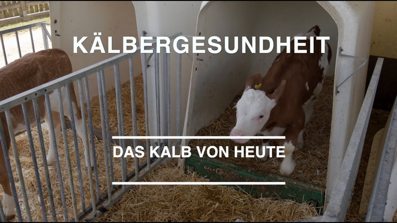 Kälbergesundheit - Das Kalb von heute ist die Kuh von morgen!