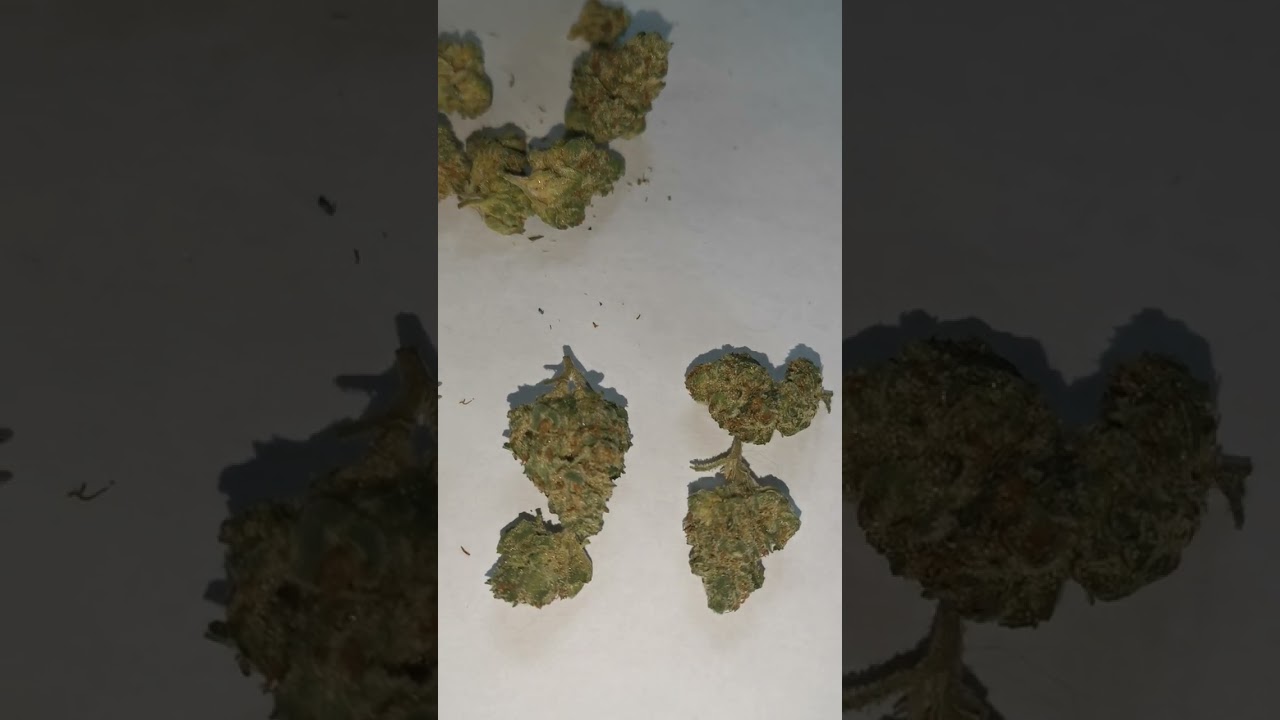 Pure Sunfarms Jet Fuel Gelato 23% #420 #unboxing #medicalcannabis