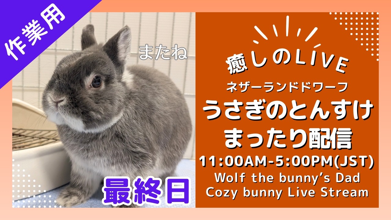 【最終日】うさぎのとんすけ、まったり配信　Cozy Bunny Life with とんすけ 🐰　bunny live stream