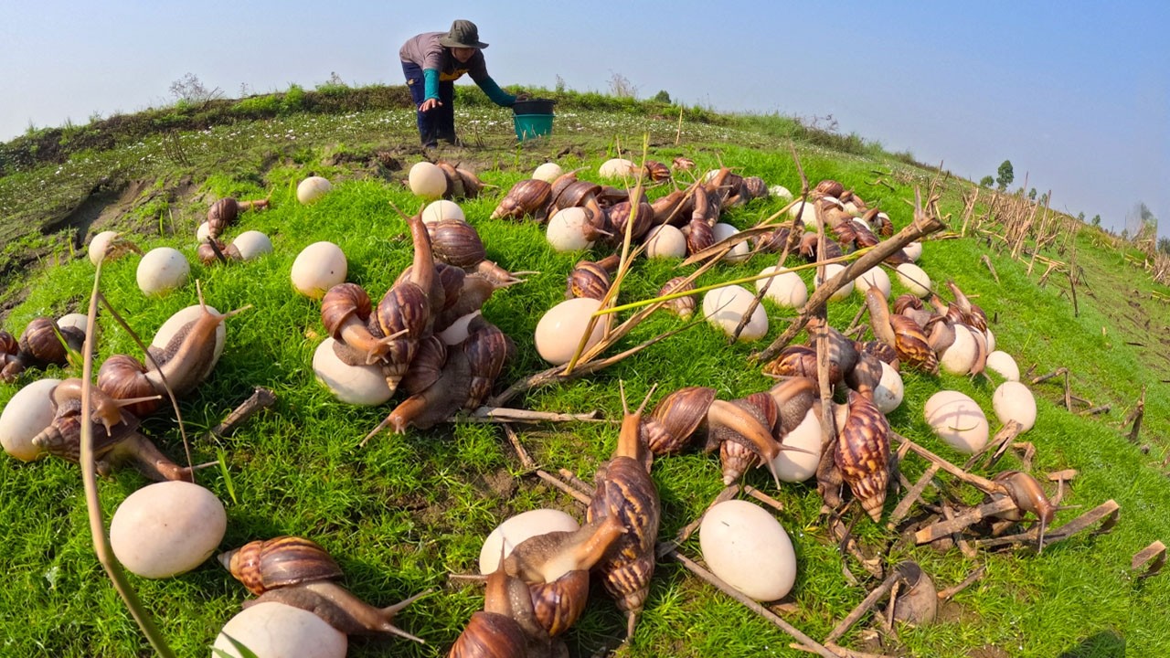 The Giant Snail Harvest: Collecting Thousands of Eggs!