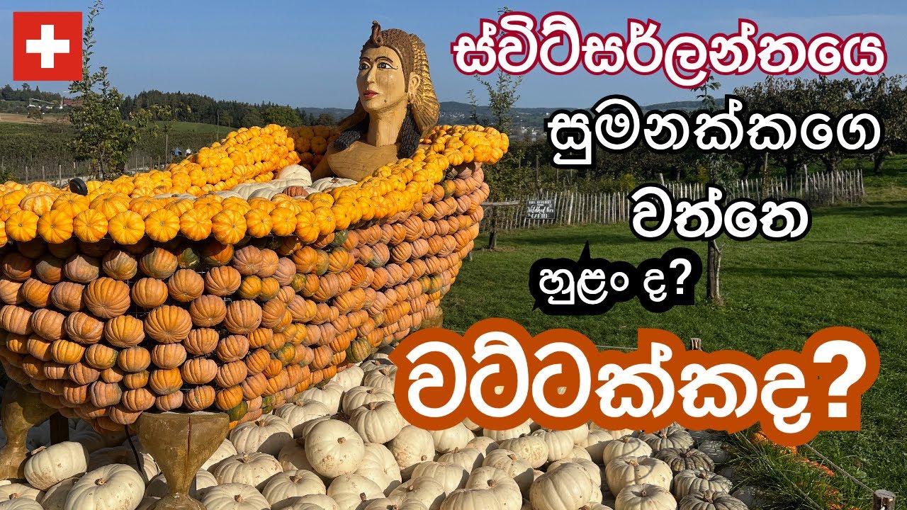 Pumpkin 🎃 | Squash in Switzerland 🇨🇭 ස්විට්සර්ලන්තයේ වට්ටක්ක, මිදි, ඇපල් කන්න එන්න ඕන කොයි කාලෙද?