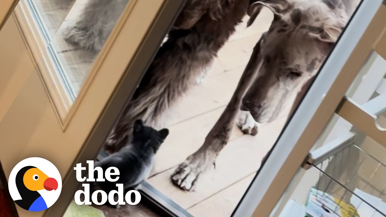 Three-Legged Chihuahua Is The Boss Of Her House | The Dodo