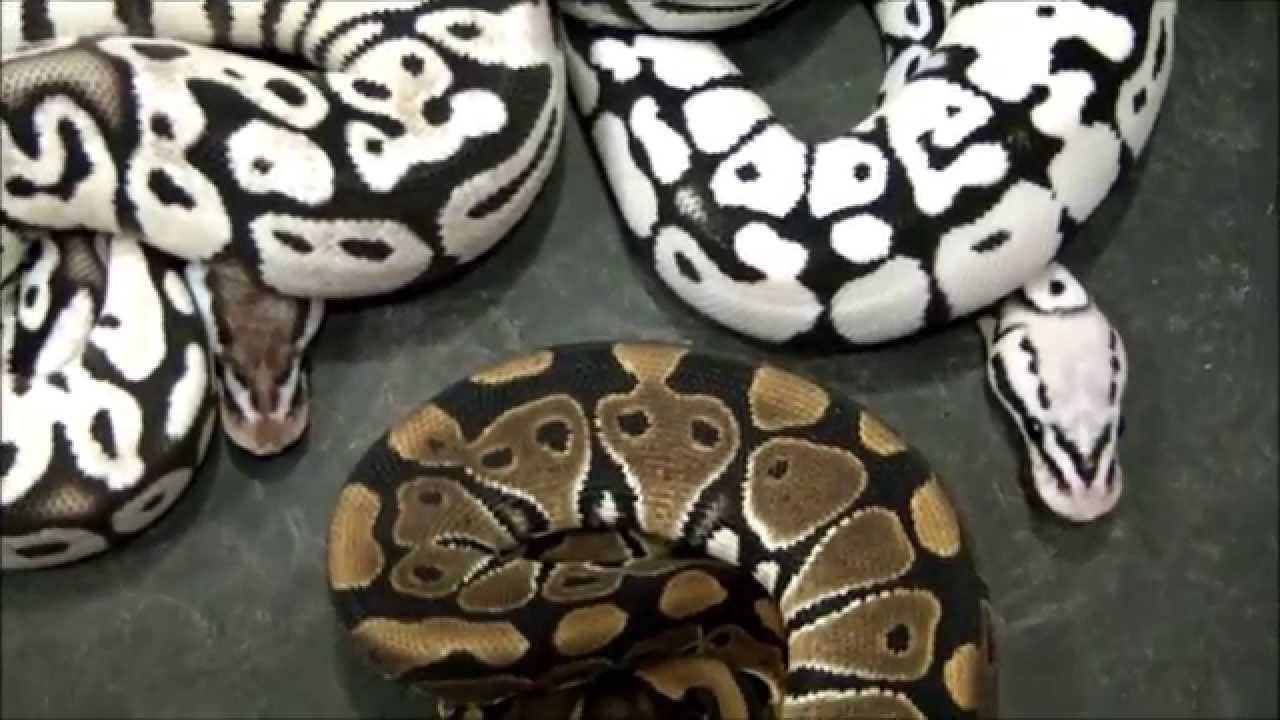PURE Black and White Ball Python