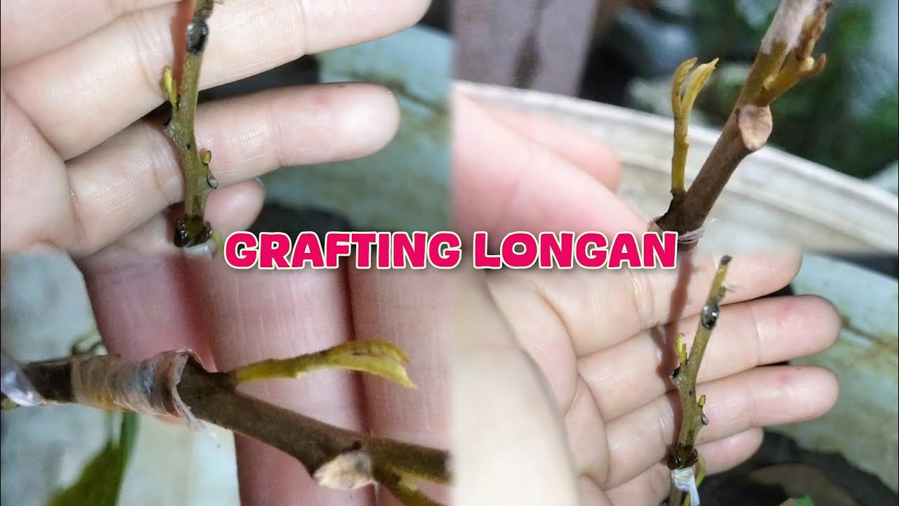 Update on how to graft longan