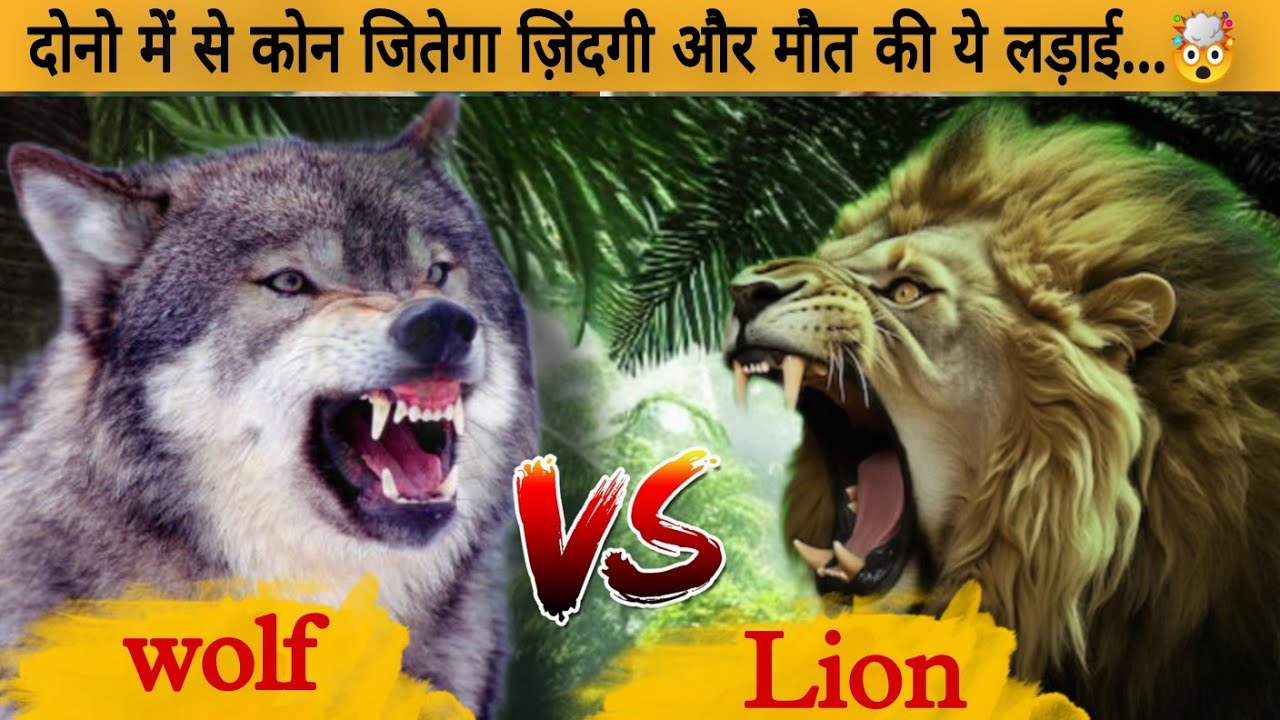 Lion vs wolf  कौन जीतेगा इस लड़ाई में | African Lion vs Gray wolf fight |🤯 