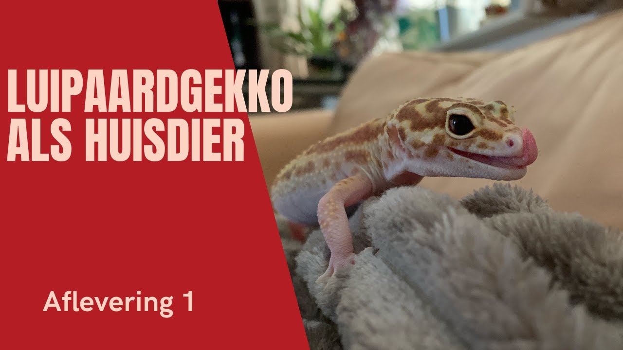 De LUIPAARDGEKKO als huisdier | Aflevering 1 | Algemene informatie