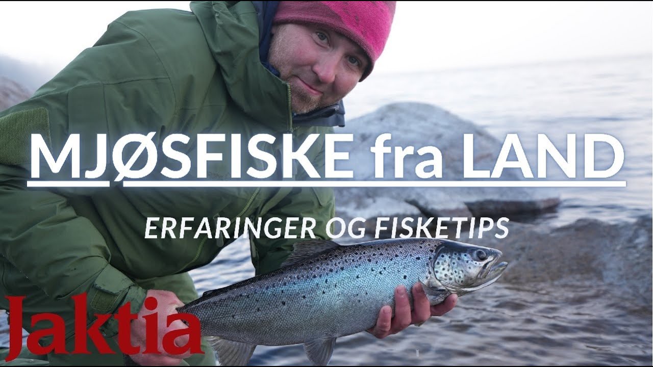 Fiske i Mjøsa etter ørret fra land - Spinnfiske, tips og erfaringer!