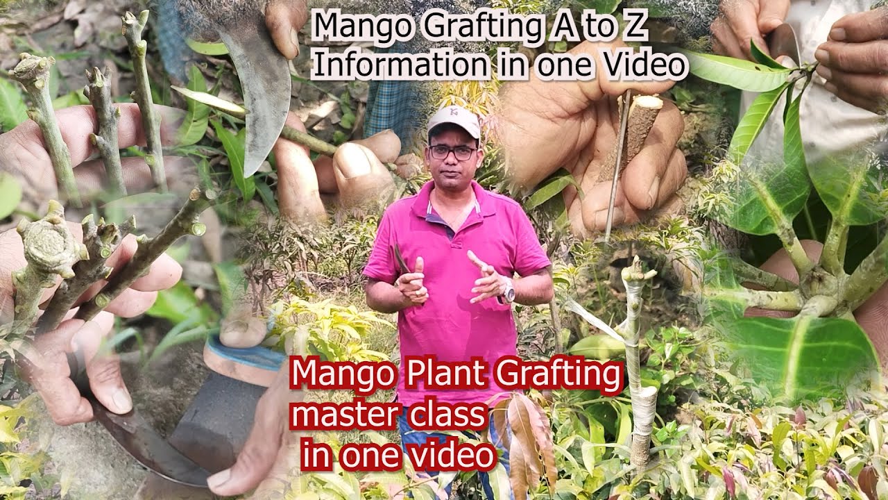 Mango Grafting A to Z Information in one Video | Mango Plant Grafting master class in one video