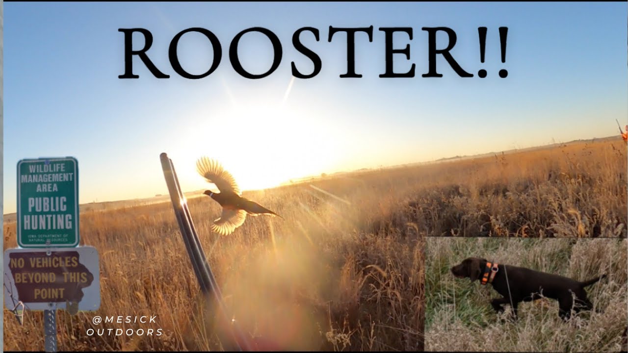IOWA Pheasant Hunting I Opening Day INSANE FOOTAGE I Birds Everywhere & Awesome Dog Work!!