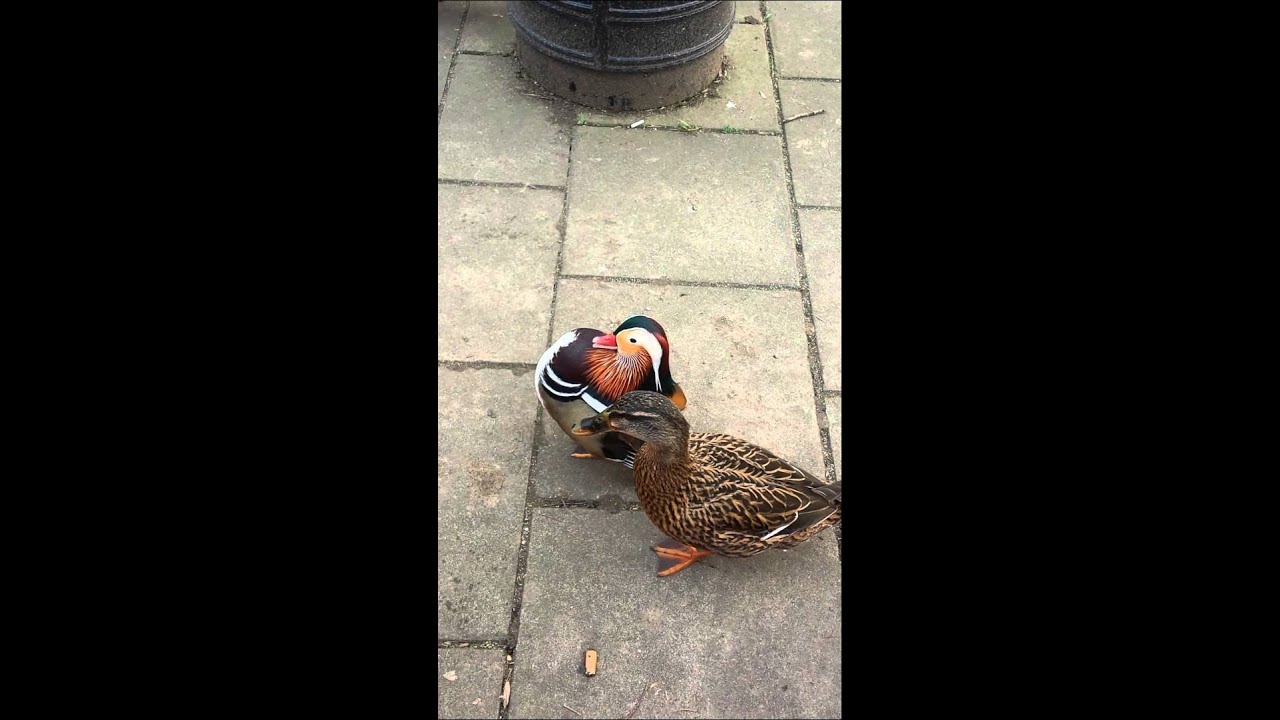 Mandarin duck trying to impress a lady mallard