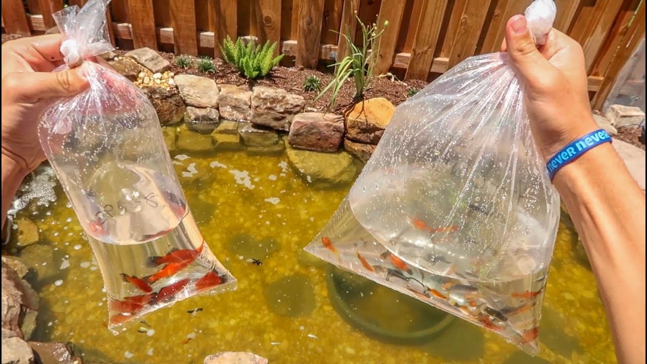 BUYING 50+ COLORFUL FISH for MINI POND!!!