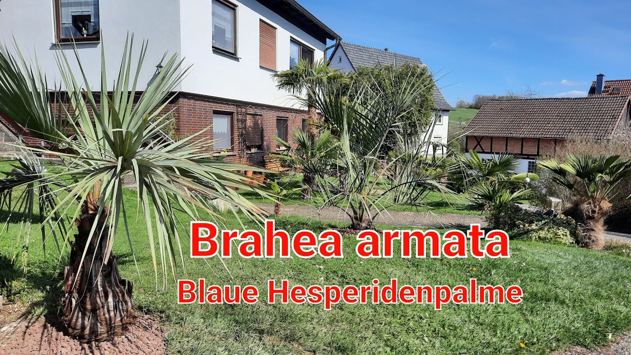 Palme 🌴 auspflanzen Brahea armata, Trachycarpus fortunei, Hanfpalme, Freilandpalme, Exoten Garten