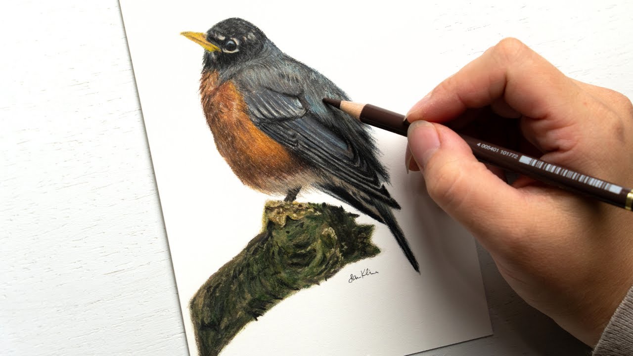 Peaceful timelapse drawing of a robin | Relax and enjoy