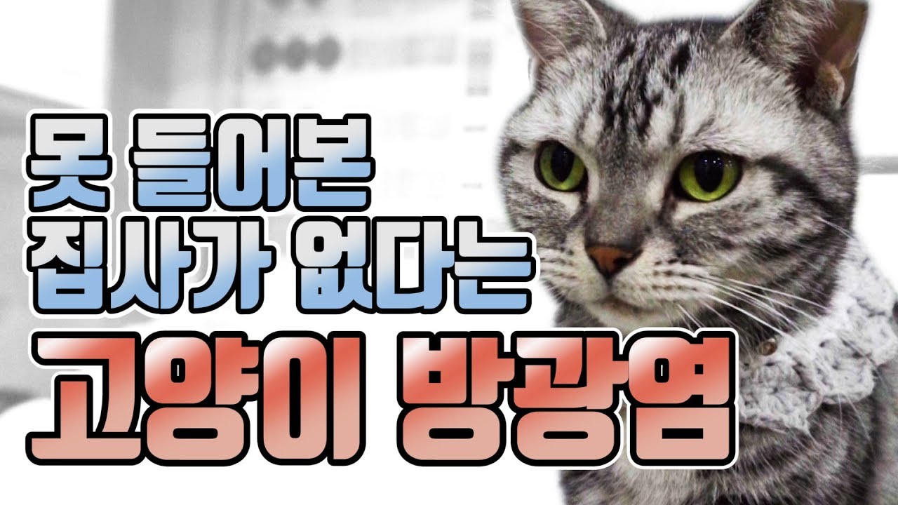 [더보기란 필독] 고양이와 집사의 피를 말리는 '방광염'