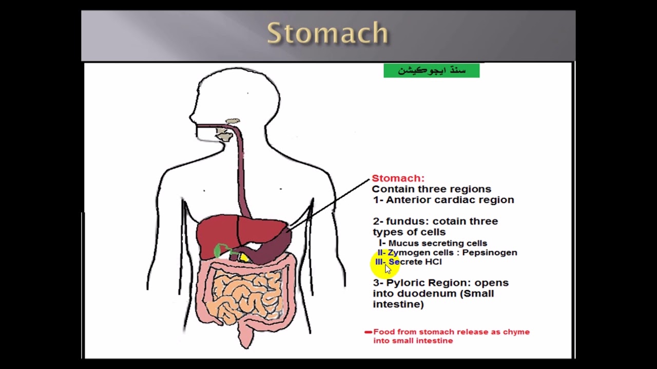 Human digestive system in Sindhi language
