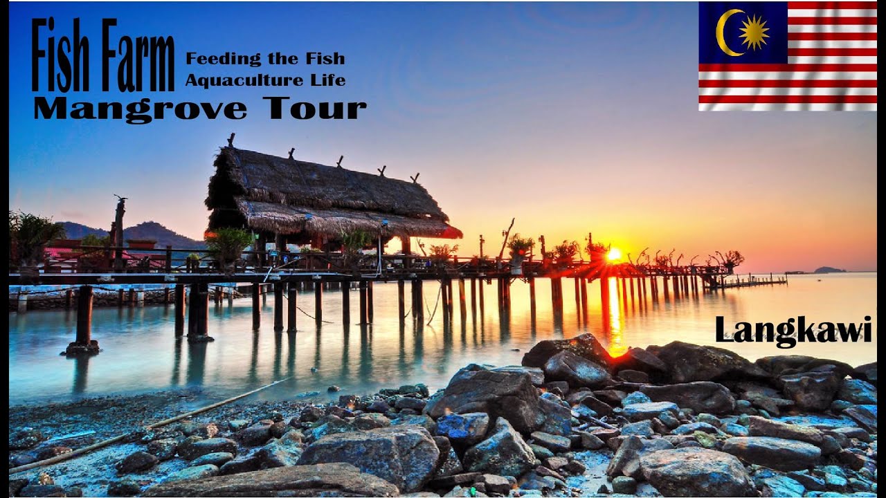 Langkawi Fish Farm Tour | Aquaculture Experience
