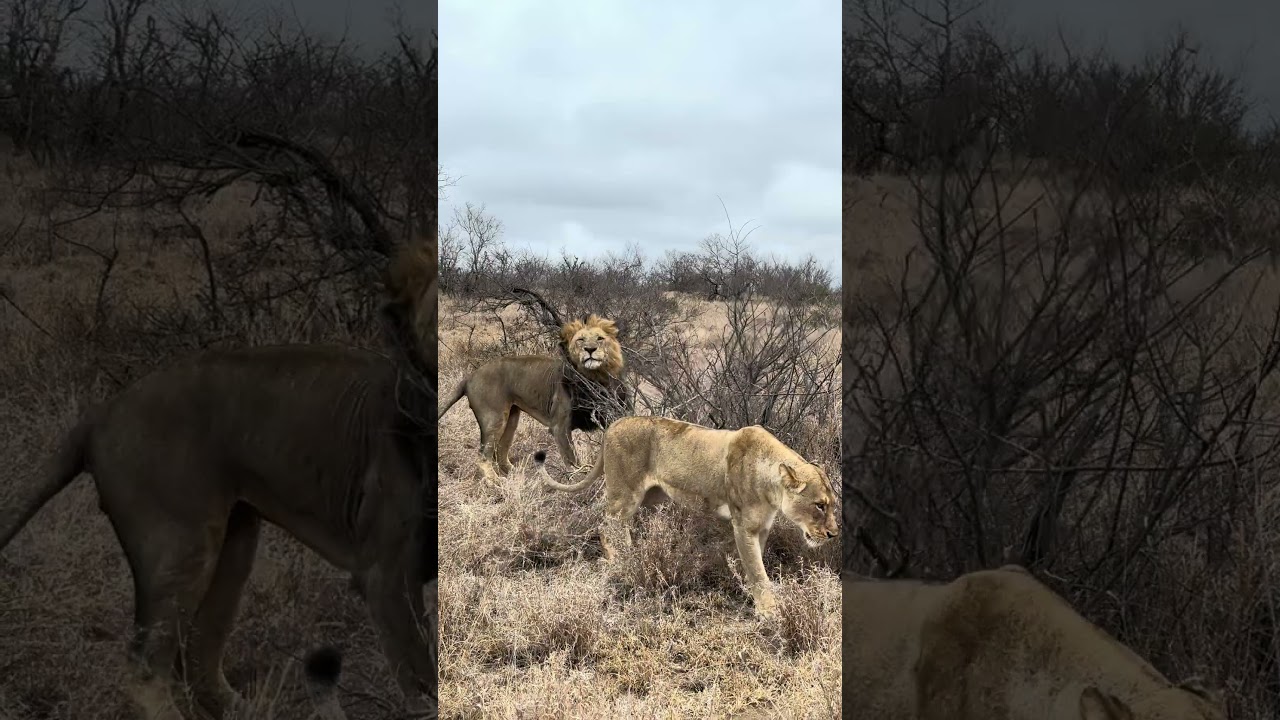 Scary moment when a lion charge and growl at the vehicle                    #lion #wildlife #lions