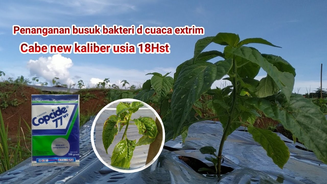 CARA MENGOBATI BUSUK BAKTERI PADA TANAMAN CABE D CUACA EXTRIME