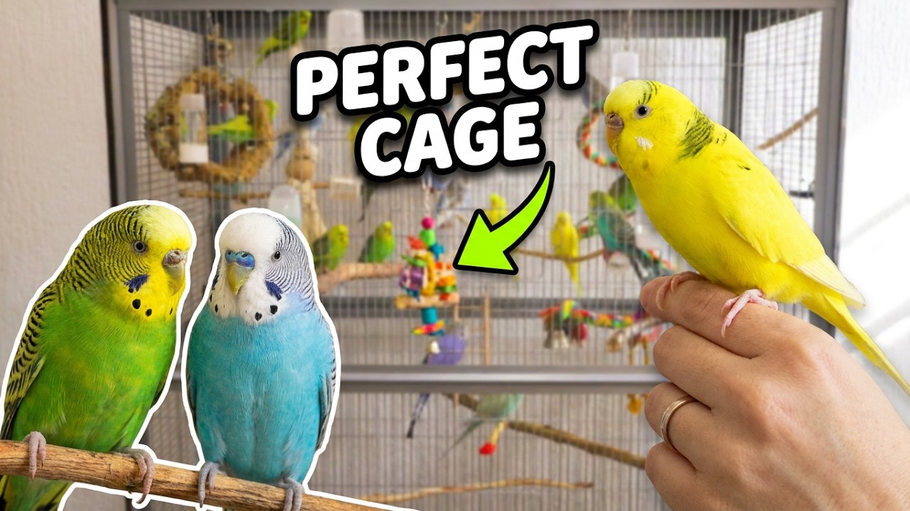 Tour of My New Budgie Cage Setup