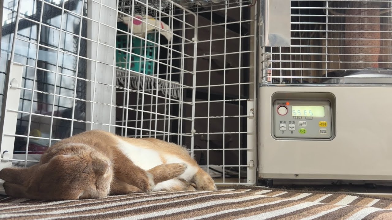 最上級と自慢していた毛皮がハッタリだとバレてしまう、寒がりなウサギ・・・　(No.2084)