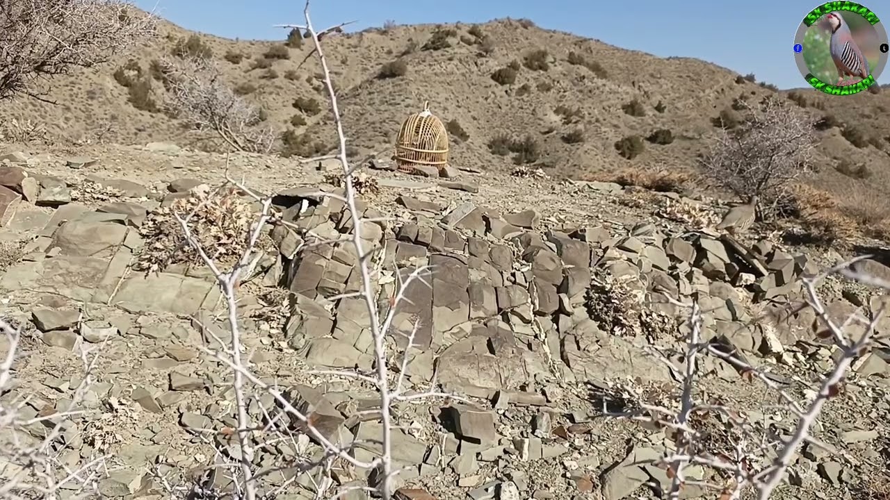 Shikari chakoor awaz #birds #hunting best keklik sesi @BirdSound247 @Keklik-sesi-chakor-birds 